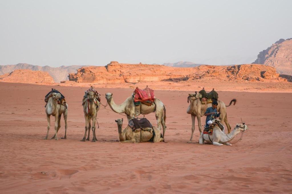 Desert Shine Camp วาดิรัม ภายนอก รูปภาพ